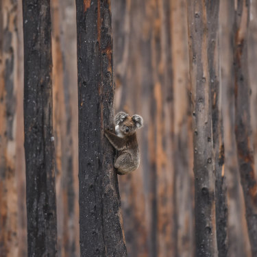 A koala in a tree on Kangaroo Island, South Australia: “They were lying defeated on the ground, desperate for water. Usually they’d be doing all they could to get away from us.”