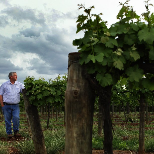 Winegrape grower and Riverina Winegrape chairman Bruno Brombal on his property in Hanwood, NSW.