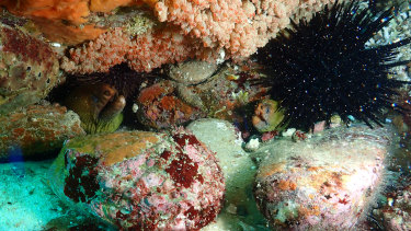 There has been an increase in the number of black sea urchins at Cape Howe. 