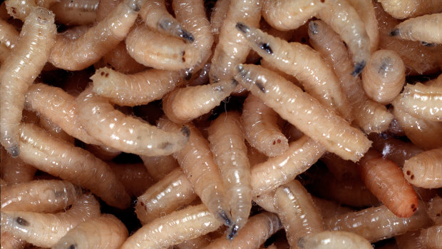 The researchers are studying maggots for use in conflict zones.