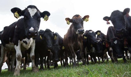 Dairy cows at a farm near Christchurch: New Zealand’s producers are experimenting with new ways to cut methane emissions.