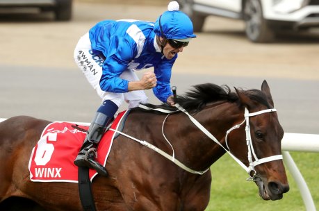 Punters' pal: Winx will look for her 30th straight win in the Apollo Stakes at Randwick on Saturday