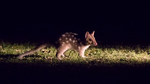 A baby quoll, now about five months old, at Booderee National Park.
