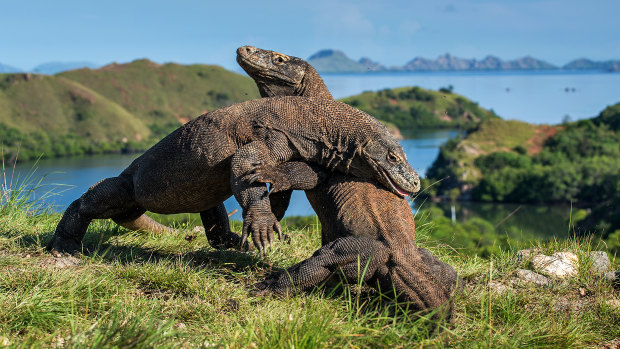 Komodo dragons in Rinca island could be transported to Komodo Island under the controversial plan.