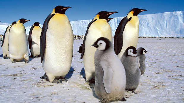 Emperor penguins and their chicks in Antarctica in a file picture. 