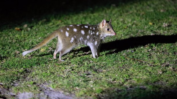 Eastern quolls born in the wild at Booderee National Park after a successful re-breeding program that is attempting to reintroduce the species that has been extinct in mainland Australia since the 1950s.