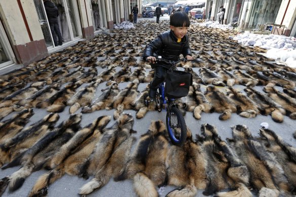 A boy rides his bicycle over the fur of raccoon dogs at a fur market in Chongfu township, Zhejiang province, China.