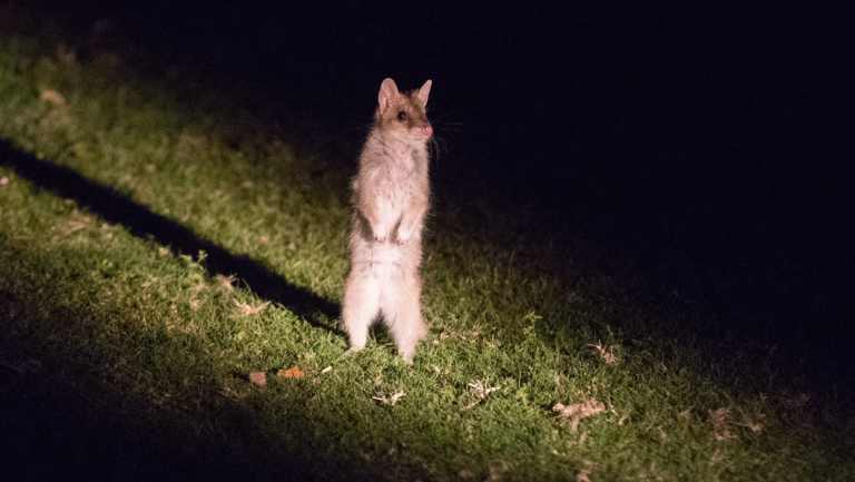 One of six juvenile Eastern Quolls born in the wild have left the pouch and are roaming in Booderee National Park on the NSW south coast.