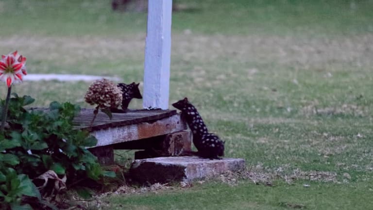 Baby quolls discovering life in the wild.