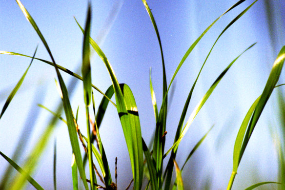 Whipper snipper store wet grass