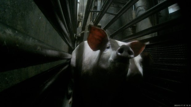 The court case that could change the way your pork is produced