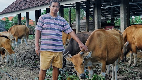 Made Purba Wilantara tends to his cows in Kuta.