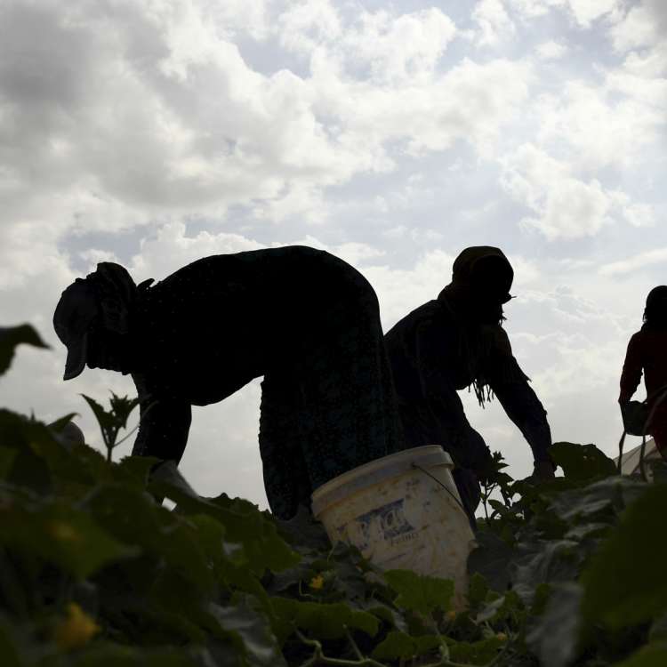 Hala, left, and her sister Fatima do backbreaking work for whatever pay they can get.