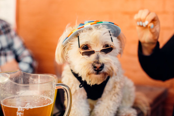 Pups and pints at The Courty.