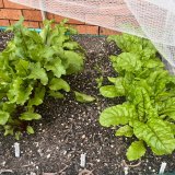 Julianne Taylor has started growing a veggie garden to get around fresh produce price rises at the supermarket.