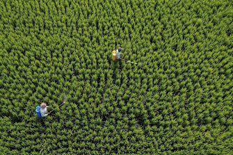 Farmers spray pesticide at a paddy field in Chandauli district, Uttar Pradesh state, India.
