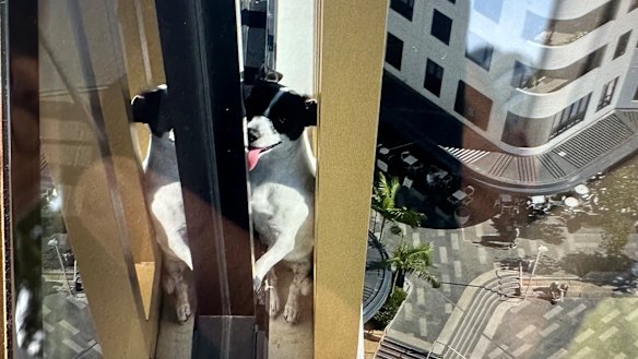 Elbie was rescued from the apartment on Monday after walking halfway around the building on a 10-centimetre ledge.