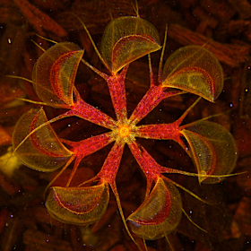 Aldrovanda vesiculosa, known as aquatic venus flytrap, uses underwater snapping traps to capture and digest small insects. 