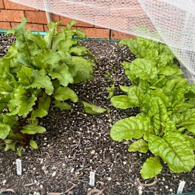 Julianne Taylor has started growing a veggie garden to get around fresh produce price rises at the supermarket.