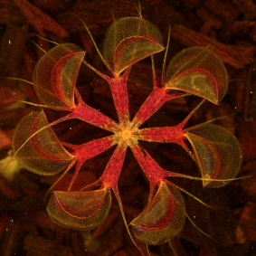 Aldrovanda vesiculosa, known as aquatic venus flytrap, uses underwater snapping traps to capture and digest small insects. 