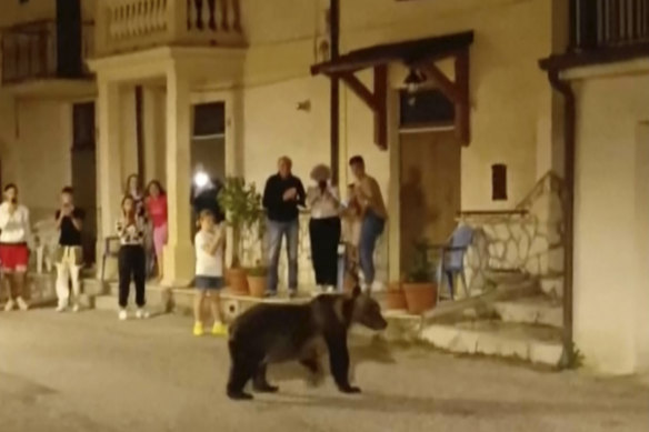 A screen grab of the bear nicknamed Amarena strolling in San Sebastiano Dei Marsi last Saturday. She was shot dead days later.