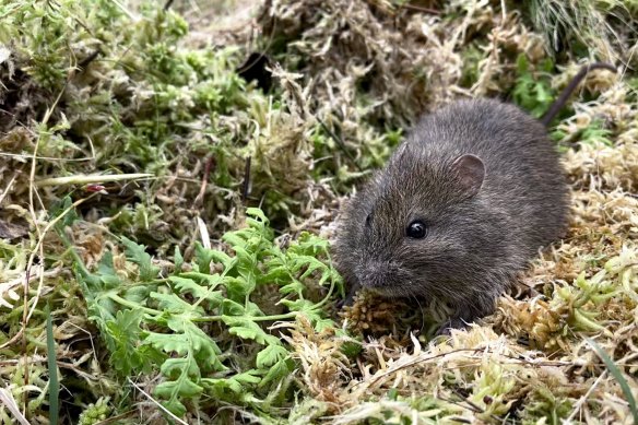 The broad-toothed rat is one of almost 1000 NSW plant and animal species facing extinction.