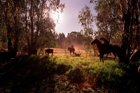 I had been writing a story about the annual muster of cattle in a Victorian state forest.