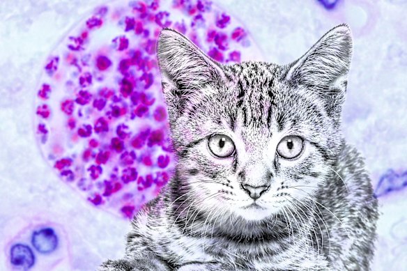Toxoplasmosis: Researchers call for more attention on parasite that inflects 1 in 3 people and is spread by cats.