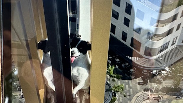 Elbie was rescued from the apartment on Monday after walking halfway around the building on a 10-centimetre ledge.