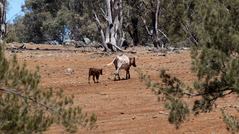 What the drought means for your share portfolio - The Australian Financial Review