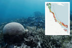 The map that reveals the shocking extent of Great Barrier Reef coral bleaching