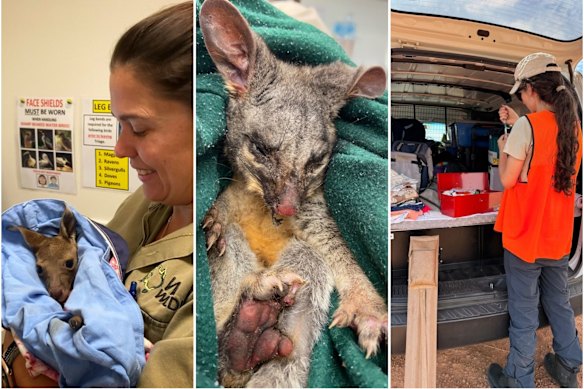 Vets at WA Wildlife during bushfire season.