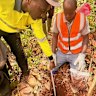 Dalaroo Metals’ field crew open soil sampling lines at the Gold Ridge prospect, part of the company’s Bondoukou gold project in Côte d’Ivoire.