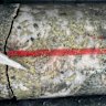 Core from Strickland Metals’ second hole showing skarn-hosted mineralisation with chalcopyrite and pyrite from 456.5 metres, which assayed 3.5g/t gold, 0.5 per cent copper and 3.3g/t silver.