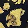 Microscope images of high-grade gold from test work at Marmota Limited’s Aurora Tank have helped convince the company to fast-track the project as its quickest path to production and cashflow.