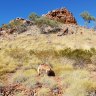 King River Resources has discovered a quartz-hematite zone at the Langrenus prospect within its Tennant Creek East project in Australia’s Top End.