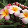 It’s been a rough year for frangipani. Here’s how to help them