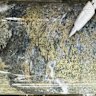 Skarn-hosted mineralisation with semi-massive chalcopyrite and pyrite from 603.0m, including 5.1g/t gold, 1.6% copper and 14.9g/t silver, at Strickland Metals’ Shanac deposit, which is part of the company’s Rogozna gold and base metal project in Serbia.