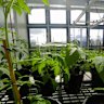 ClearVue Technologies’ research greenhouse at Murdoch University was built using the company’s proprietary integrated solar power-generating glazing panes, which run various growing systems.