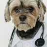Optiscan Imaging has struck a deal to collaborate with the US-based University of Minnesota veterinary faculty on use of its imaging technology for animal companion oncological purposes.