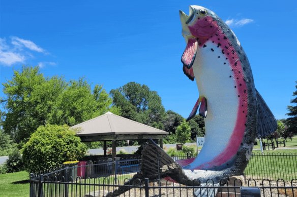 ‘Fair-dinkum balls-up’: Big stink over town’s giant fish ends in repaint job