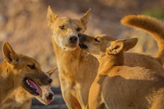Dingoes photographed in outback WA. 