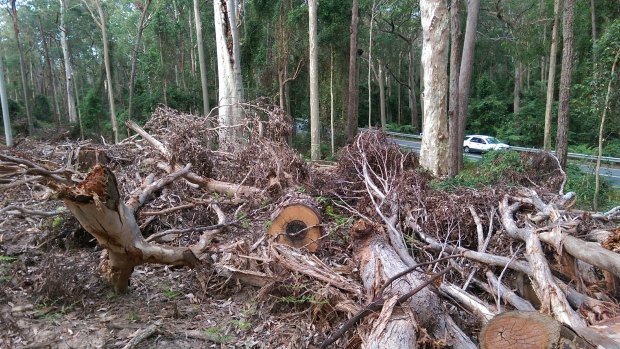 Debris the Forestry Corporation of NSW has left behind from its logging operations near Batemans Bay. 