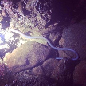 The blind cave eel in the Gulf region. 