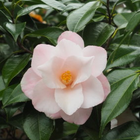 Camellia japonica ‘Hagomoro’.