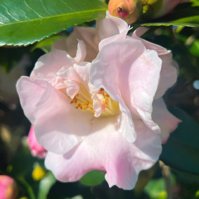 ‘High fragrance’, a variety with amped up scent.