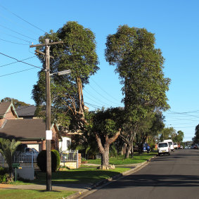 Some giant bonsai on Sydney streets have grown around the power lines to form a canopy with a doughnut hole.
