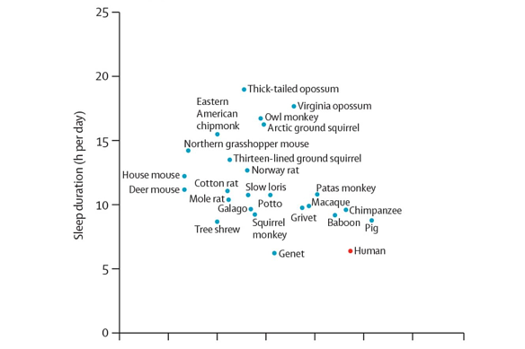 A chart comparing the sleep duration of humans to a range of other mammals. Our closest relatives – including chimps and baboons – sleep longer than us.