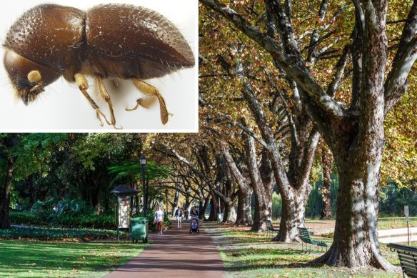 Hyde Park trees, shot hole borer main picture WAtoday. Picture: City of Vincent/Supplied