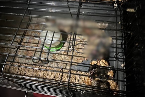 Dead or dying chickens in the back of a ute linked to City Chicks.